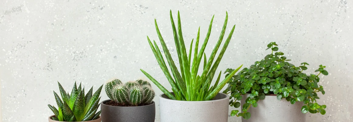 Vier Topfpflanzen auf einem Tisch